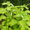 Boehmeria nivea
